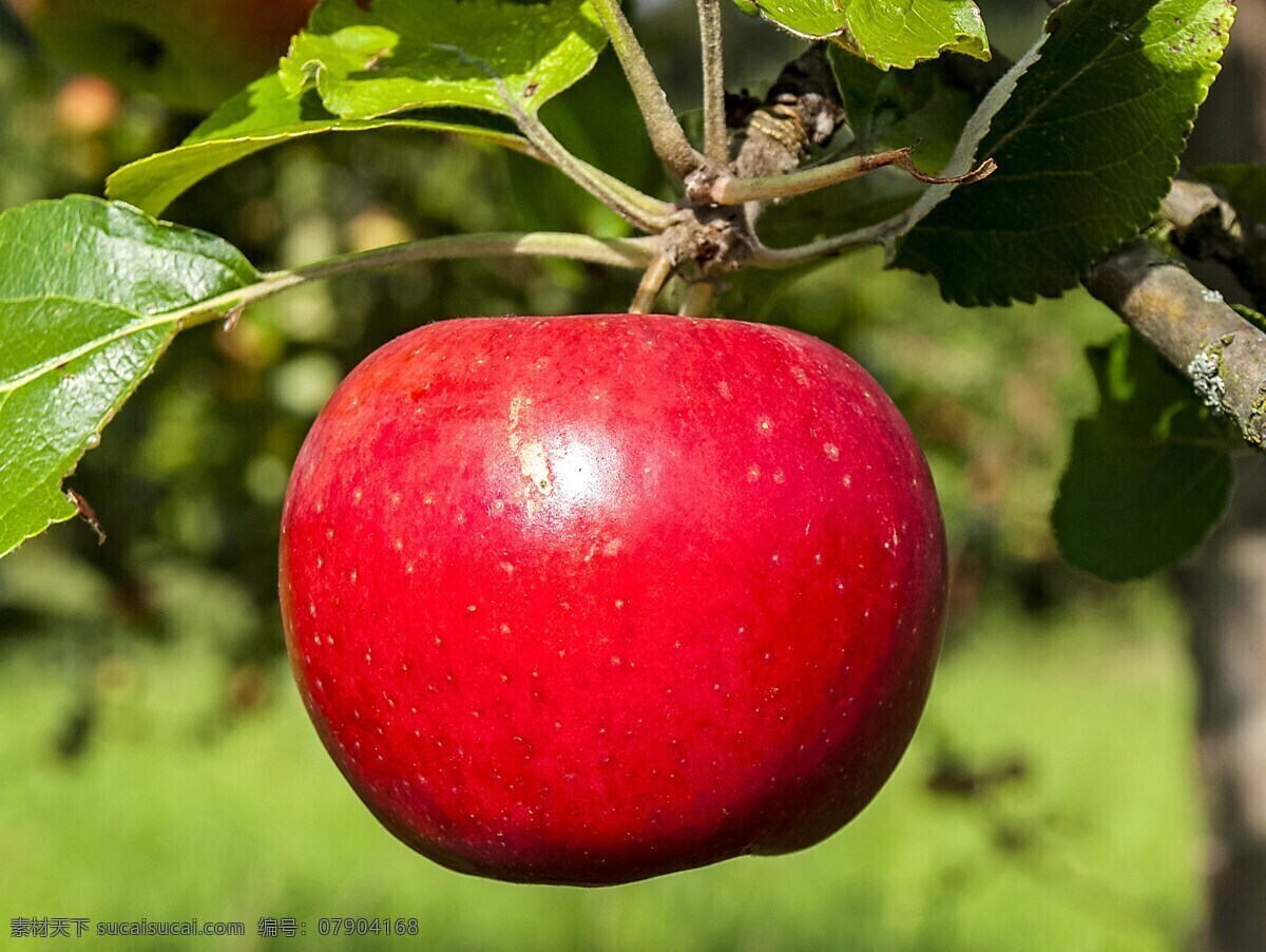 苹果 红苹果 鲜红苹果 一颗苹果 鲜红 果实 水果 红色 红色苹果 树枝 树叶 果子 新鲜 新鲜水果 生物世界
