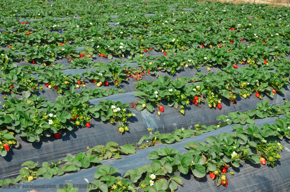 草莓 漂亮的草莓 红色草莓 黄色草莓 火红的草莓 草莓地 草莓园 摘草莓 一大片草莓 大片草莓 田园风光 自然景观