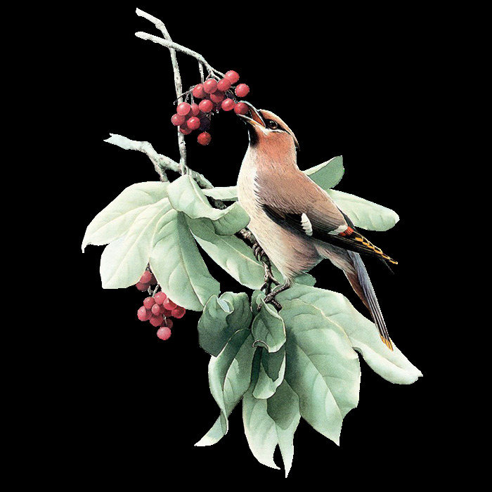 梦幻 美丽 浅色 小鸟 装饰 元素 动物 红色果子 浅绿色树叶 装饰元素