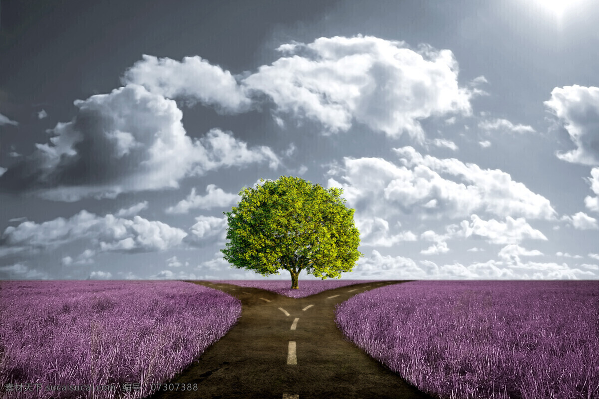 路 叉 中间 绿色 树木 紫色草地 路叉 白云 植物 道路 花草树木 生物世界