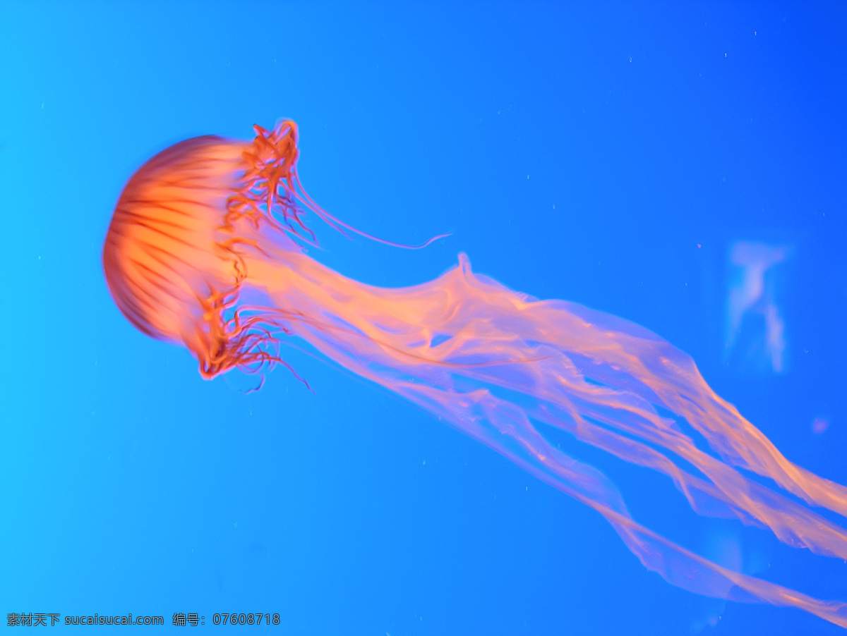 水母 动物摄影 水母摄影 海洋生物 海洋水母 无脊椎动物 水母图片 水母素材 生物世界