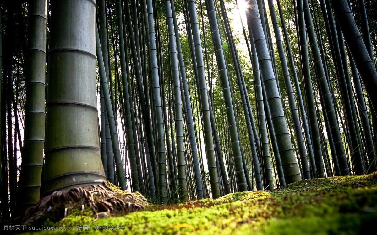 自然 竹子 风景 图 竹子背景 竹子风景 竹子图片 竹子桌面壁纸 家居装饰素材 壁纸墙画壁纸