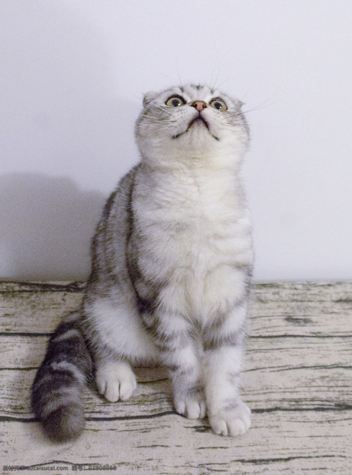 好奇 折 耳 猫咪 折耳 美短 宠物 猫 幼猫 萌宠 动物 商用 照片