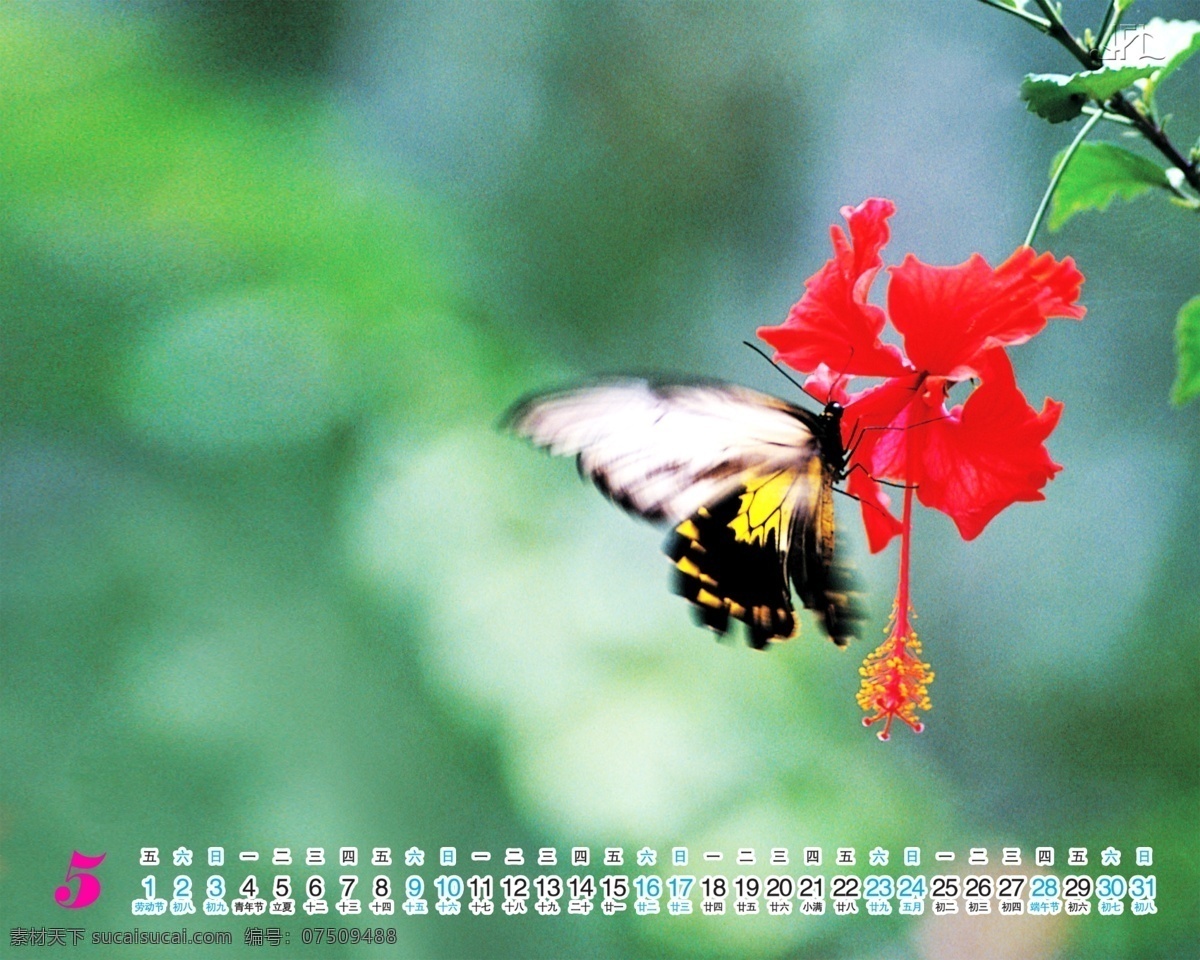 2009 年 日历 模板 台历 放飞 青春 自然 和谐 全套 共 张 含 封面 09日历模板 模板下载 psd源文件
