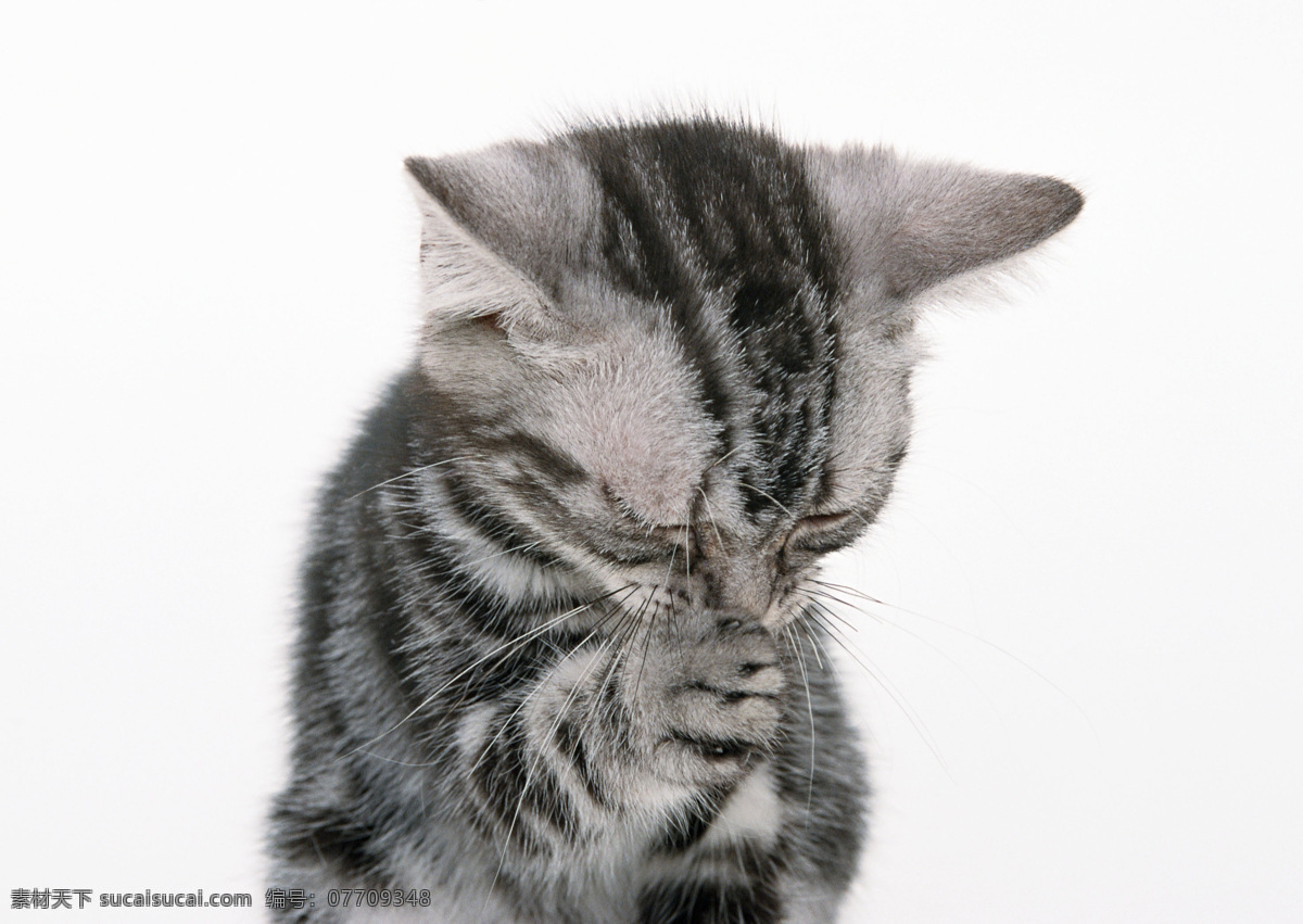 异国短毛猫 可爱小猫 小猫 小猫咪 猫咪 猫 宠物 短毛猫 猫洗脸 家禽家畜 生物世界