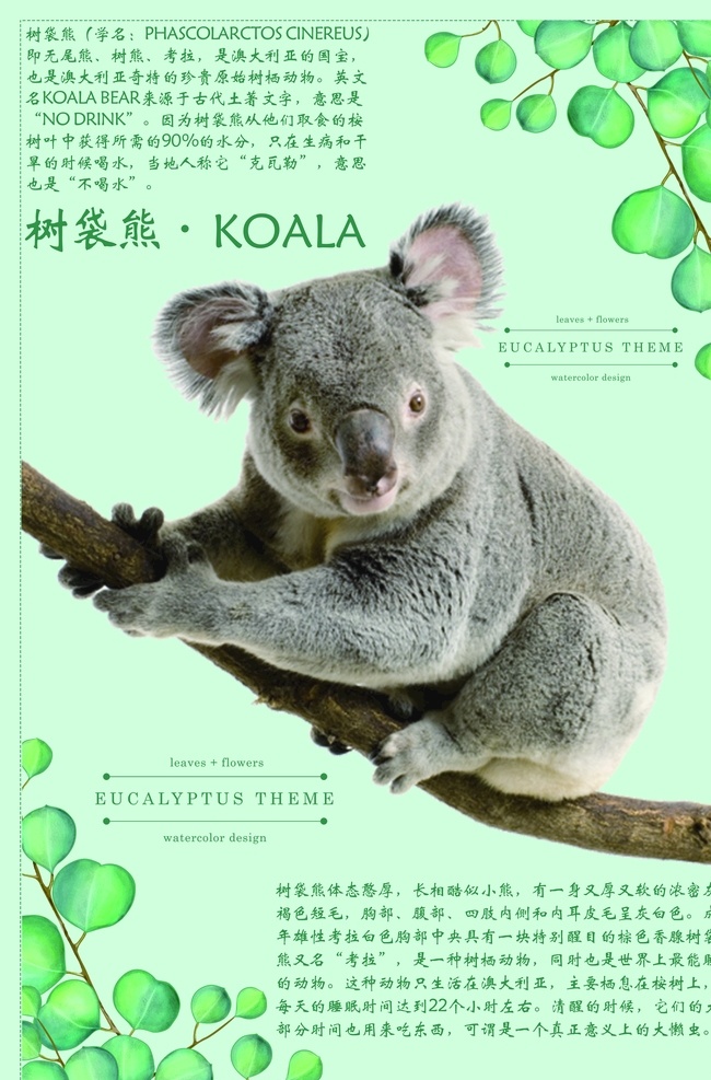 卡拉 考拉 树袋熊 桉树 展页