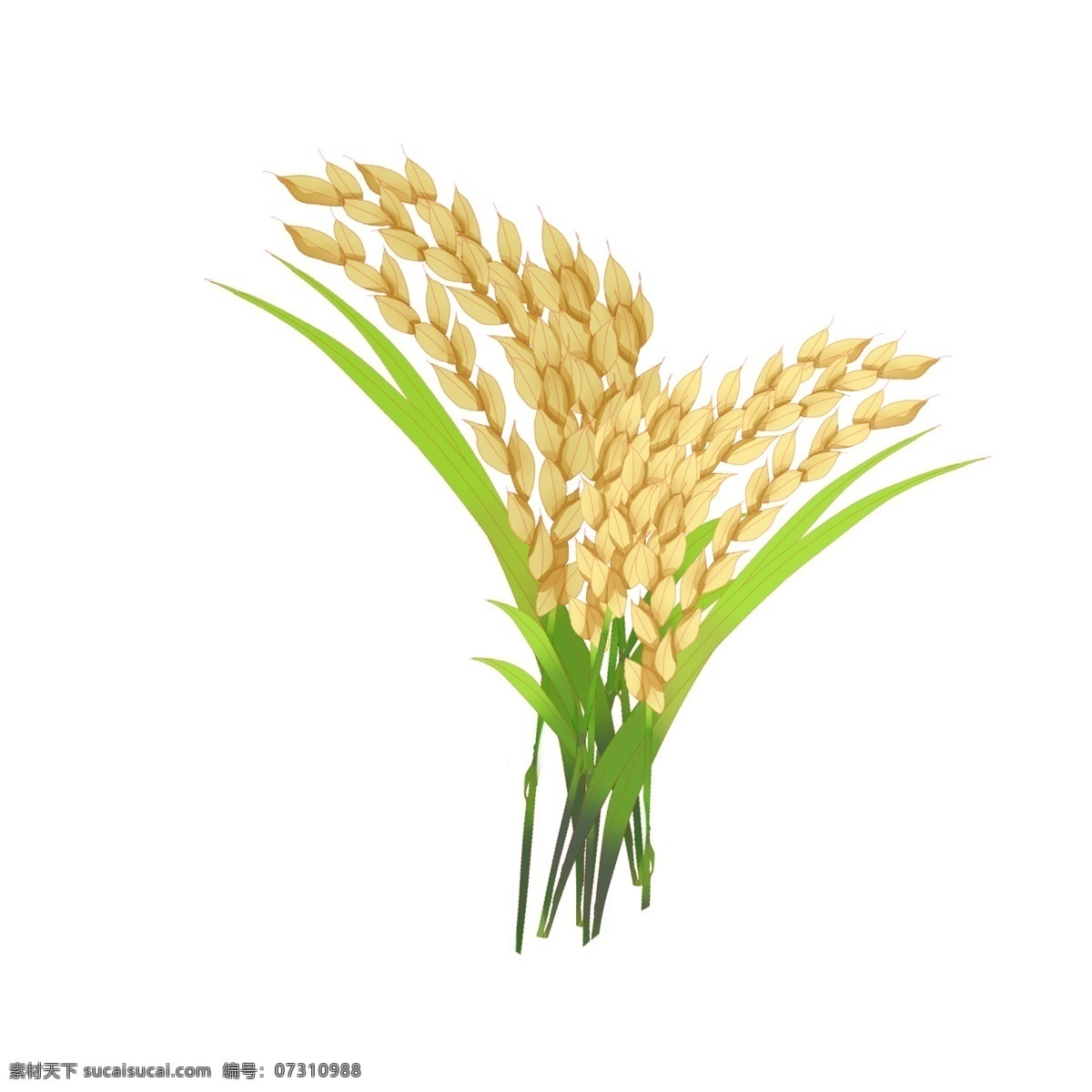 黄色 水稻 谷穗 插图 大米 米粒 水稻大米 黄色稻谷 小插图 食品 绿色产品