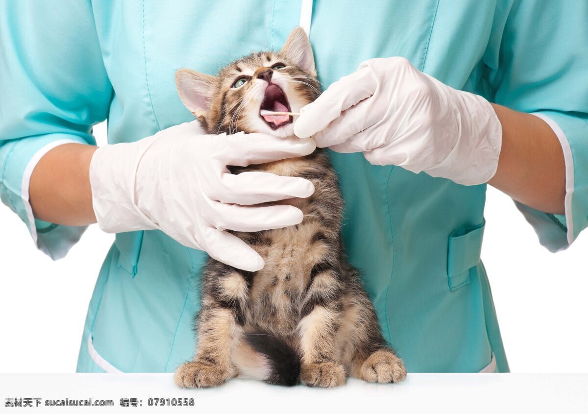 小猫 看病 兽医 医疗护理 医疗卫生 医生 现代科技