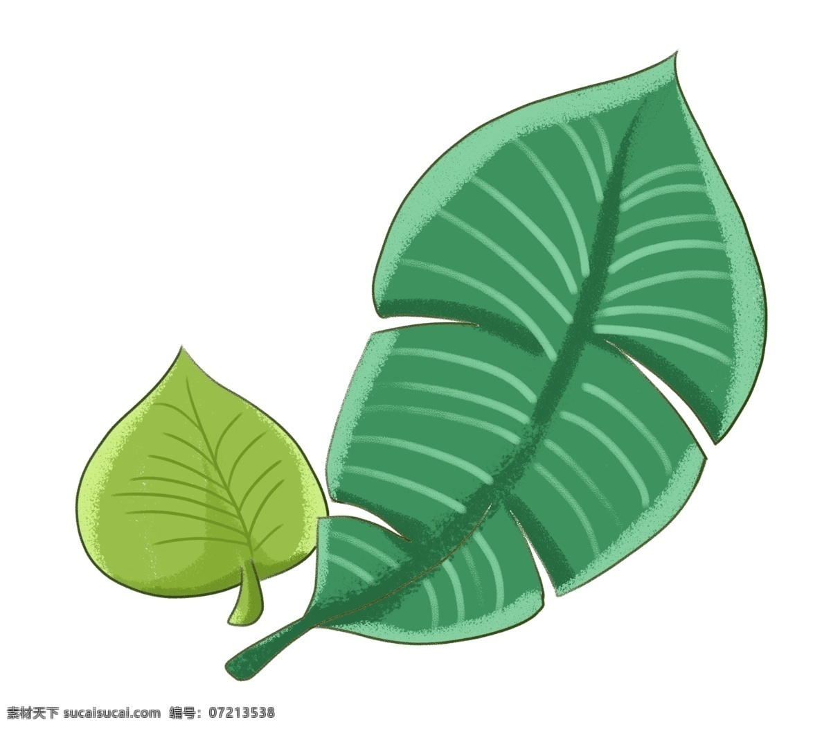 芭蕉叶 绿色 树叶 绿色的树叶 白色的叶纹 创意叶子装饰 海报装饰插画 两片叶子 大大的叶子
