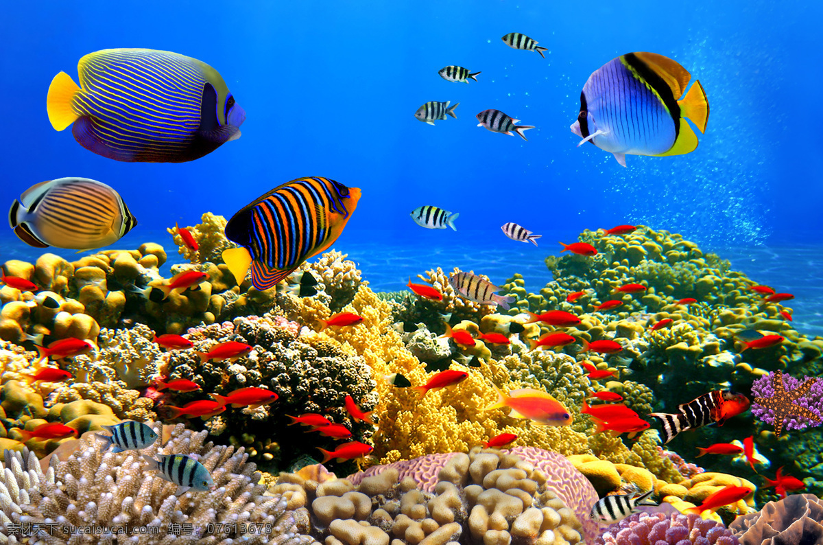 水族馆 海底世界 热带鱼 珊瑚 珊瑚虫 珊瑚礁 海洋生物 海底生物 美丽海底 海洋馆 海洋 海底 鱼儿 生物世界
