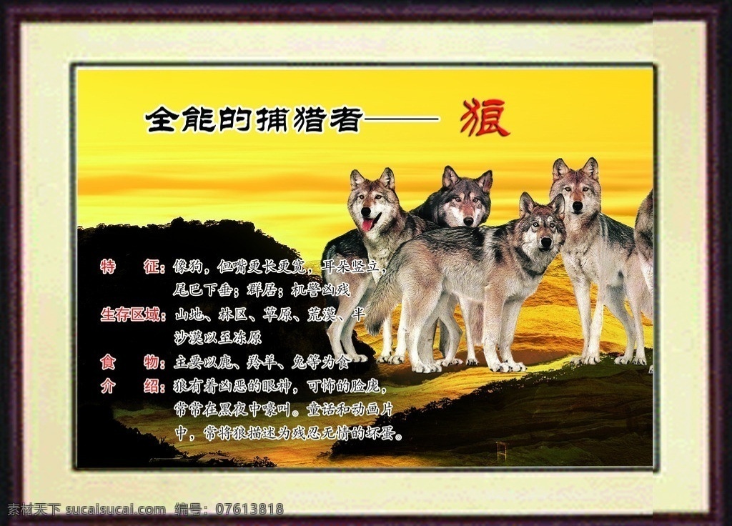 校园文化 哺乳动物 狼 全能捕猎者 动物介绍 动物 展板模板 广告设计模板 源文件