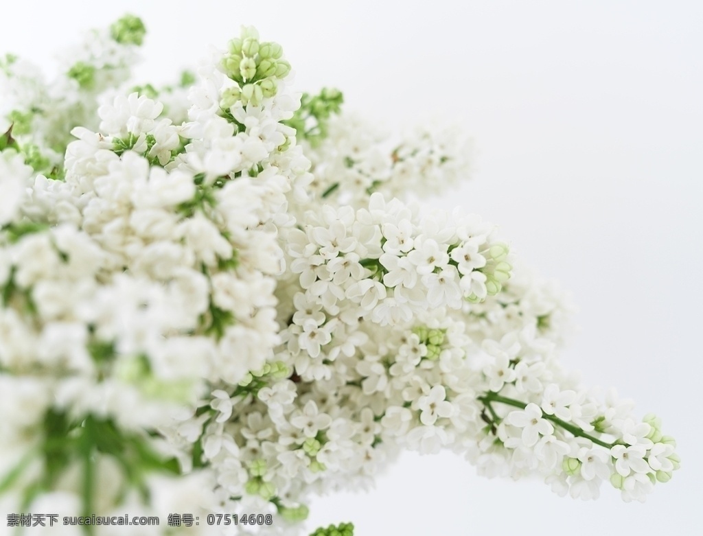 小白花 开花 盛开 植物图片 花 植物 春天 白色 背景 自然 壁纸 花卉 花朵 小花 花草 白檀 白花 自然景观 自然风景