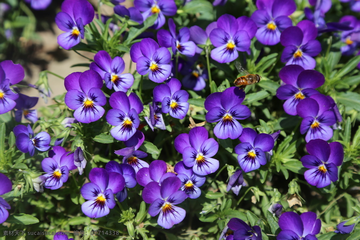 花卉背景素材 三色堇 猫儿脸 蝴蝶花 人面花 花卉 花儿 花草 绿化景观 草本植物 装饰画 背景素材 生物世界