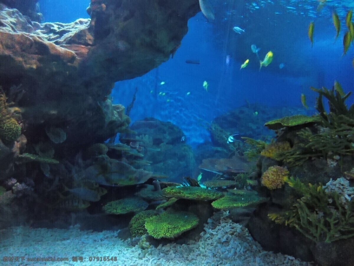 海底 水草 海鱼 礁石 蓝色 海洋馆 生物世界 海洋生物
