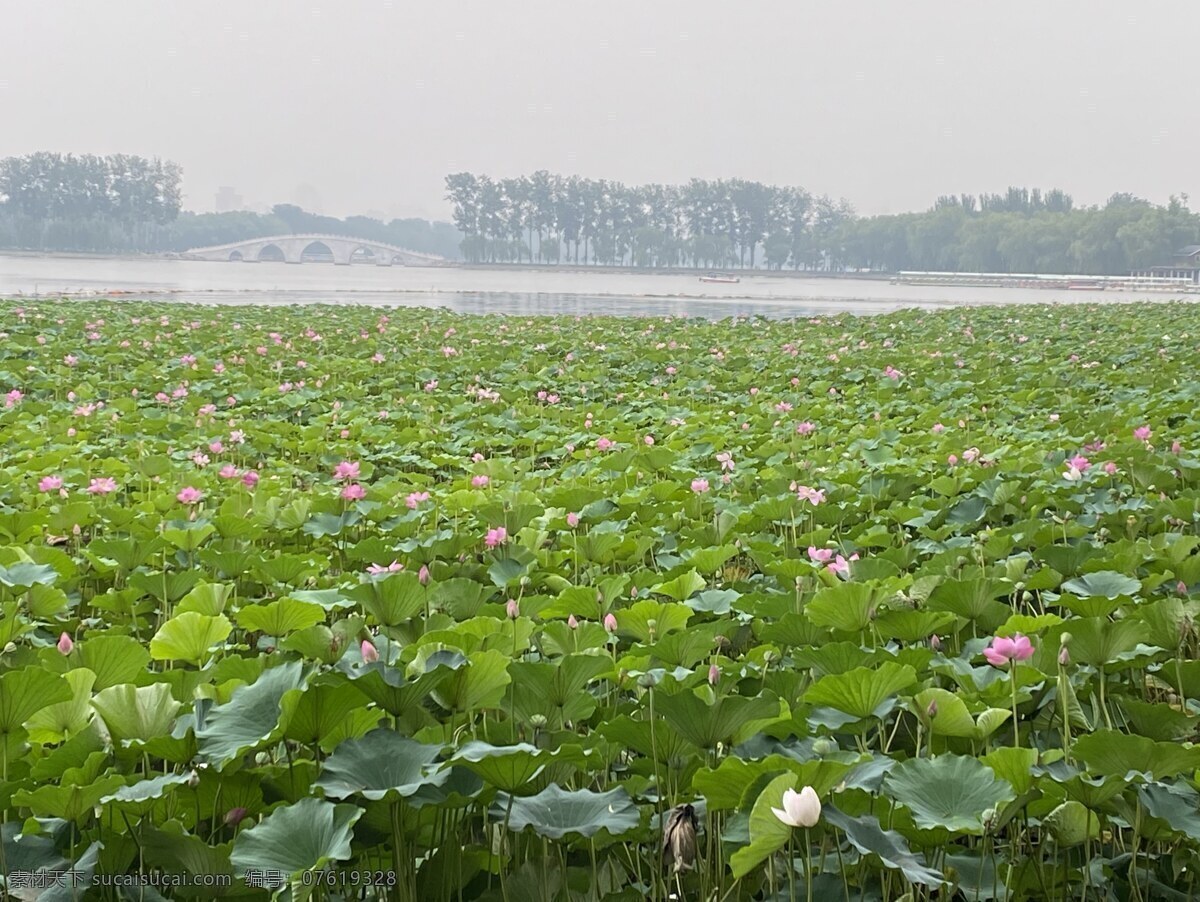 莲花 荷花 绿植 湖边 景色 风景 天空 景 自然景观 自然风景