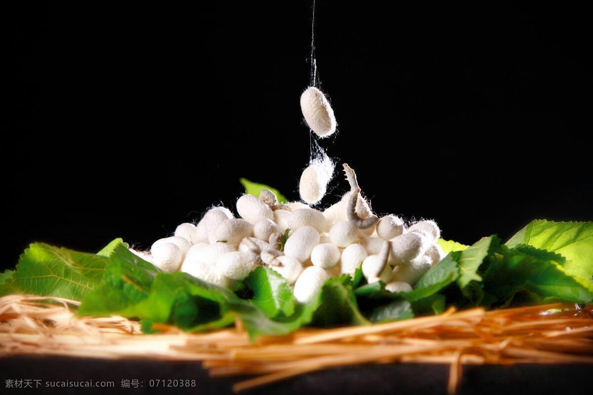 蚕茧 蚕丝 桑叶 蚕蛹 蚕宝宝 茧子 飞蛾 其他生物 生物世界