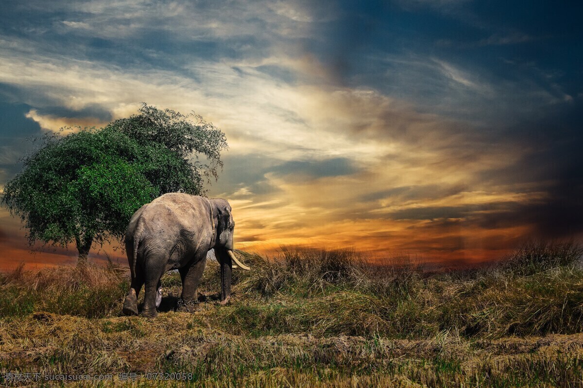 大象 哺乳动物 草原 树 树木 白云 天空白云 天空 黄昏 黄昏天空 丰富多彩 旅行 野生动物 大自然 生物世界
