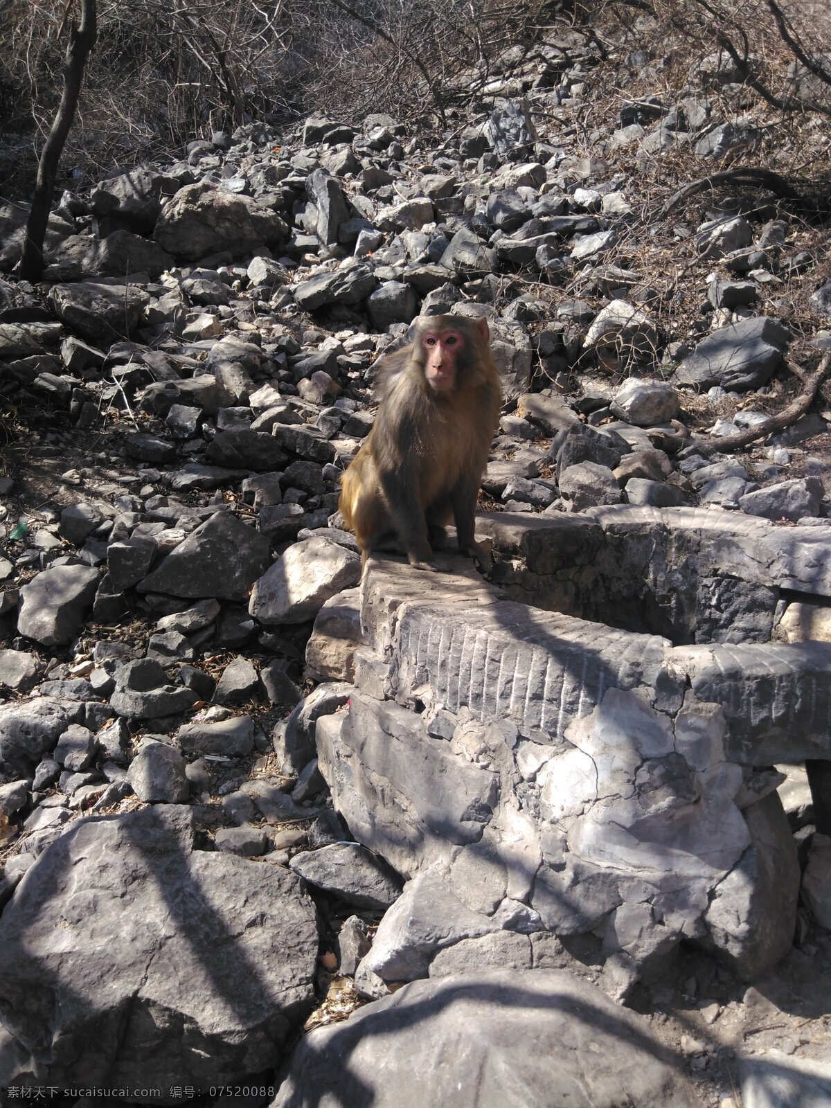 野生猴子 神农山 小猴子 野猴子 山上猴子 旅游拍摄 生物世界 野生动物
