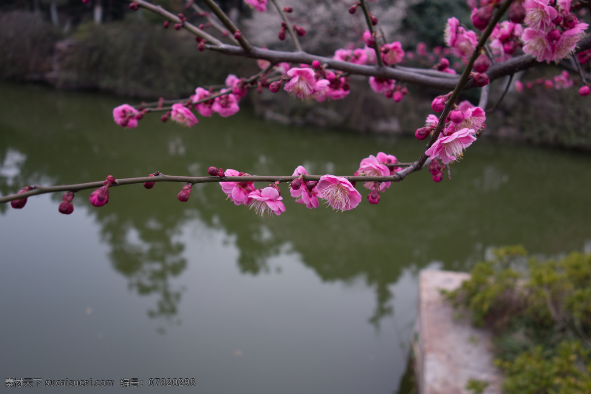 梅花 红梅 枝头 梅花枝 花骨朵 春天 河岸 倒影 虚实 景深 微距 花草 生物世界