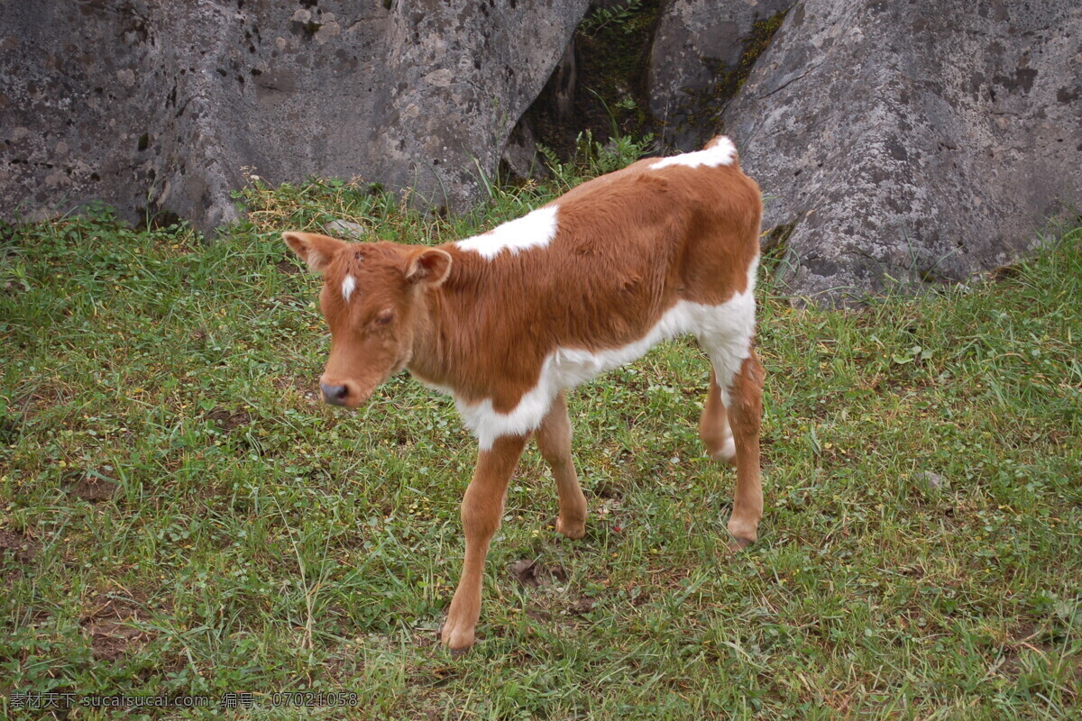 小牛 小黄牛 家禽家畜 生物世界