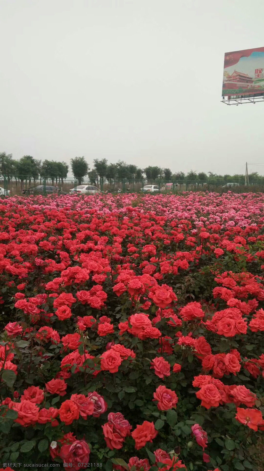 花海 花 月季花海 粉色月季花 红色月季花 生物世界 花草