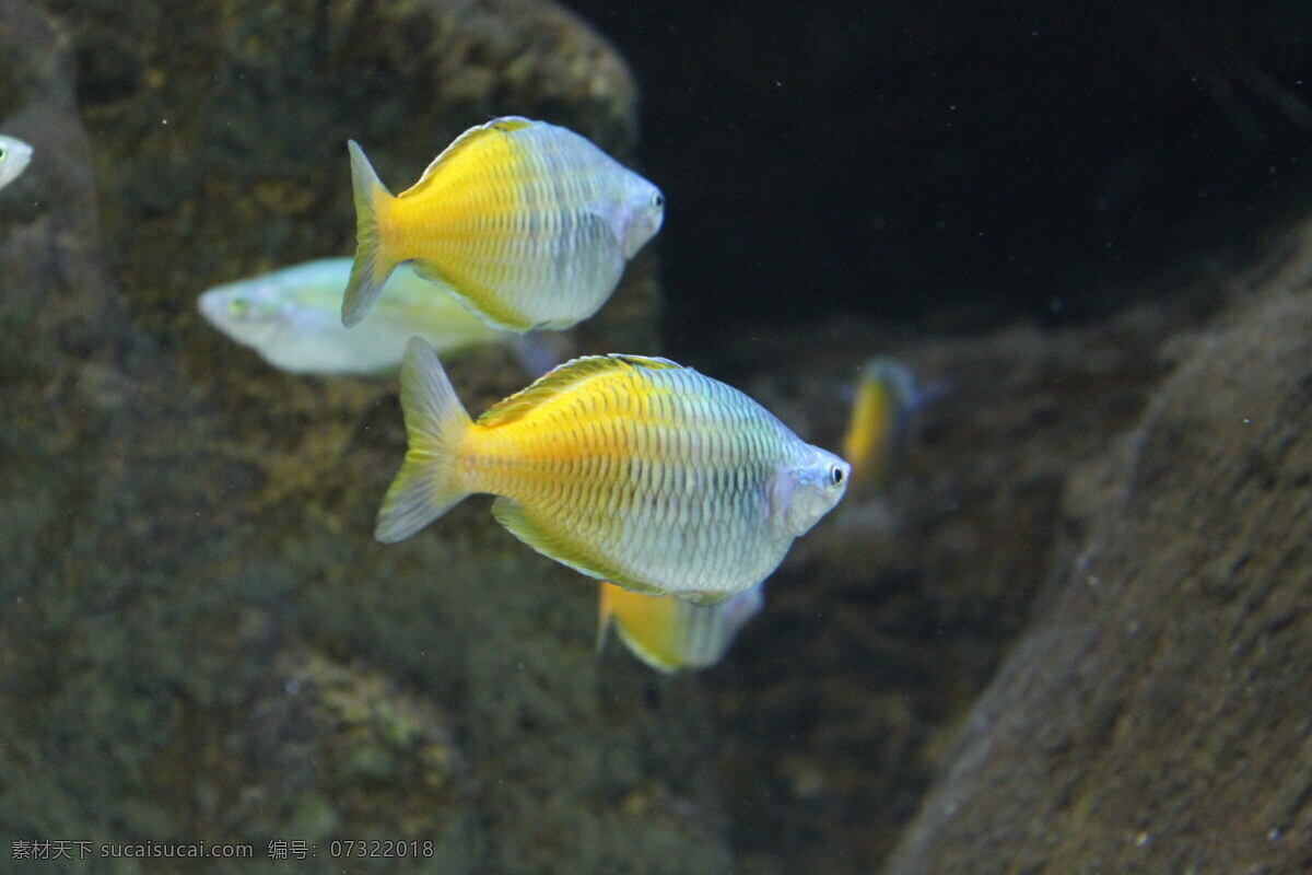 黄色 热带 观赏鱼 高清 水族馆 热带鱼 小鱼 鱼儿 鱼类