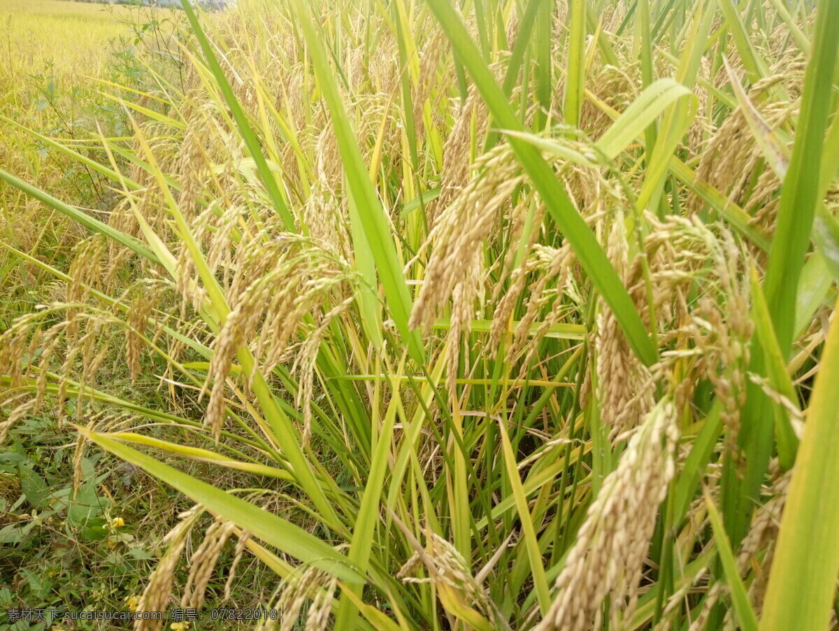 稻谷特写 稻田 稻谷 谷粒 秋收 婺源 自然景观 田园风光