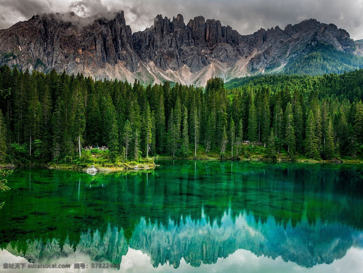 树林美景 草原树林 树林 丛林 树木 草木 自然景观 自然风景