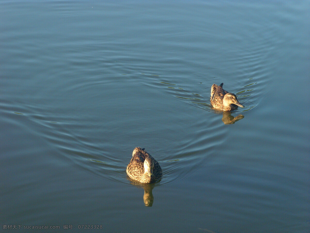 野鸭湖 湖水 湖面 野鸭 戏水 倒影 家禽家畜 生物世界 蓝色