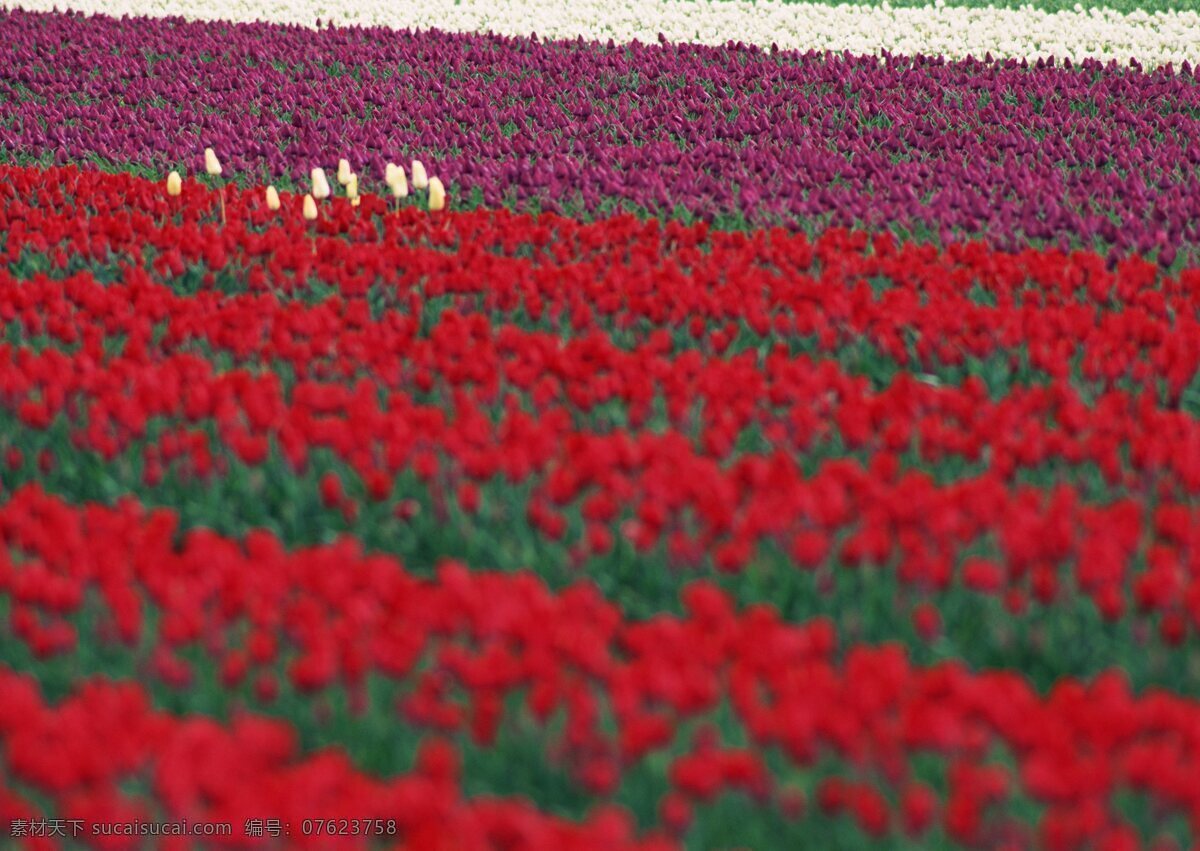 花 海洋 特写 野花群 花的海洋 花卉 风景 野花 花海 自然风景 植物 花草树木 生物世界