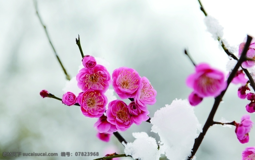 红梅 雪梅 雪 雪中红梅 风景 生物世界 花草