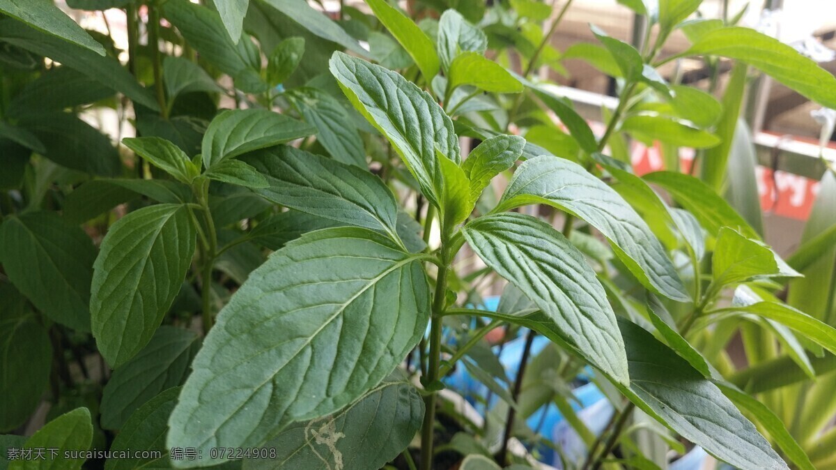 田园风光 随拍 别称 野薄荷 夜息香 植物 绿色 仁丹草 见肿消 中草药 薄荷花 银丹草 藿香 紫苏 薄荷 石菖蒲 自然景观