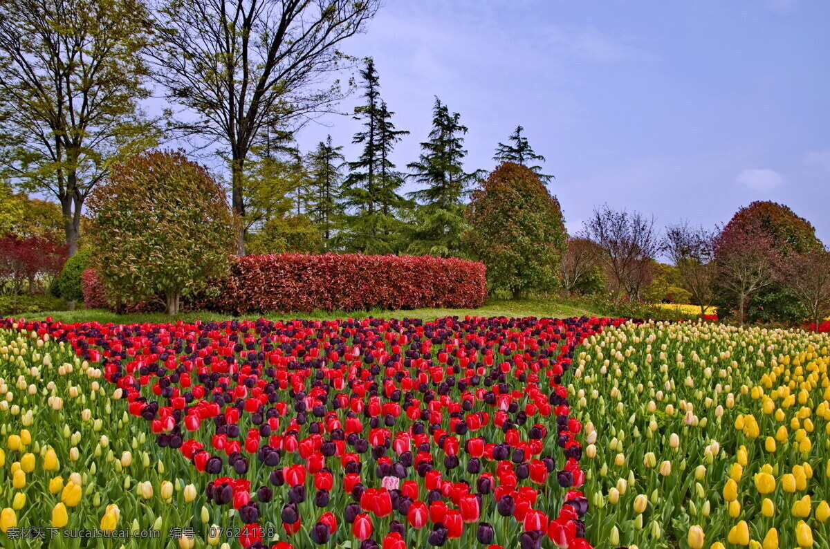 郁金香公园 公园 郁金香 红色花 黄色花 花圃 绿树 蓝天 建筑园林 园林建筑