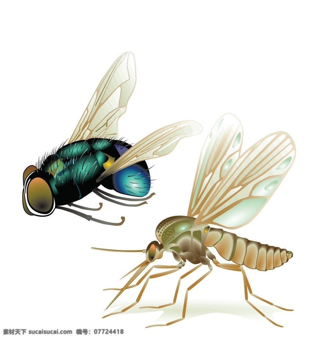 苍蝇蚊子矢量 写实 昆虫 苍蝇 蚊子 动物 矢量素材 生物世界 矢量