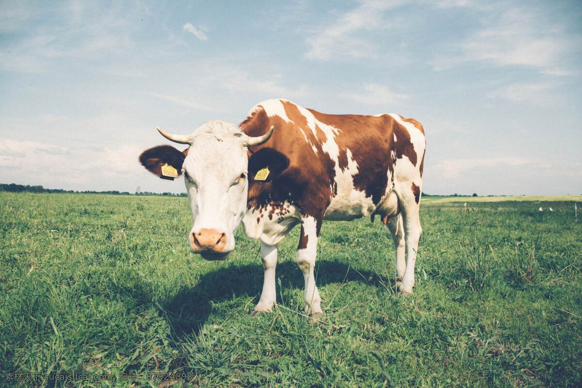 牛 牛群 牧场 奶牛场 农场 畜牧业 畜牧 产业 农业 生态农业 生态农场 牛特写 牛素材 动物 可爱奶牛 摄