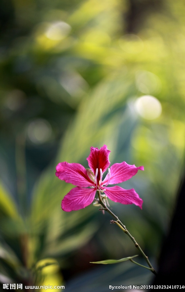 紫荆花 单枝 近景 高清 绿背景 生物世界 花草