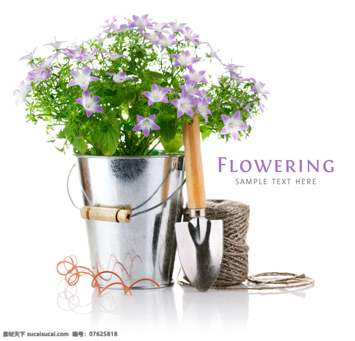 铁锹 花盆 手提桶 美丽鲜花 美丽花朵 花卉 鲜花摄影 园艺 花草树木 生物世界