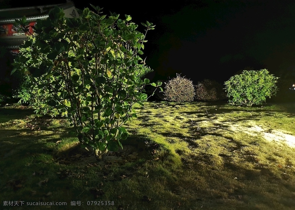 夜间草坪图片 草坪 草丛 地被 植被 园林绿化 精灵 魔法 自然景观 自然风景
