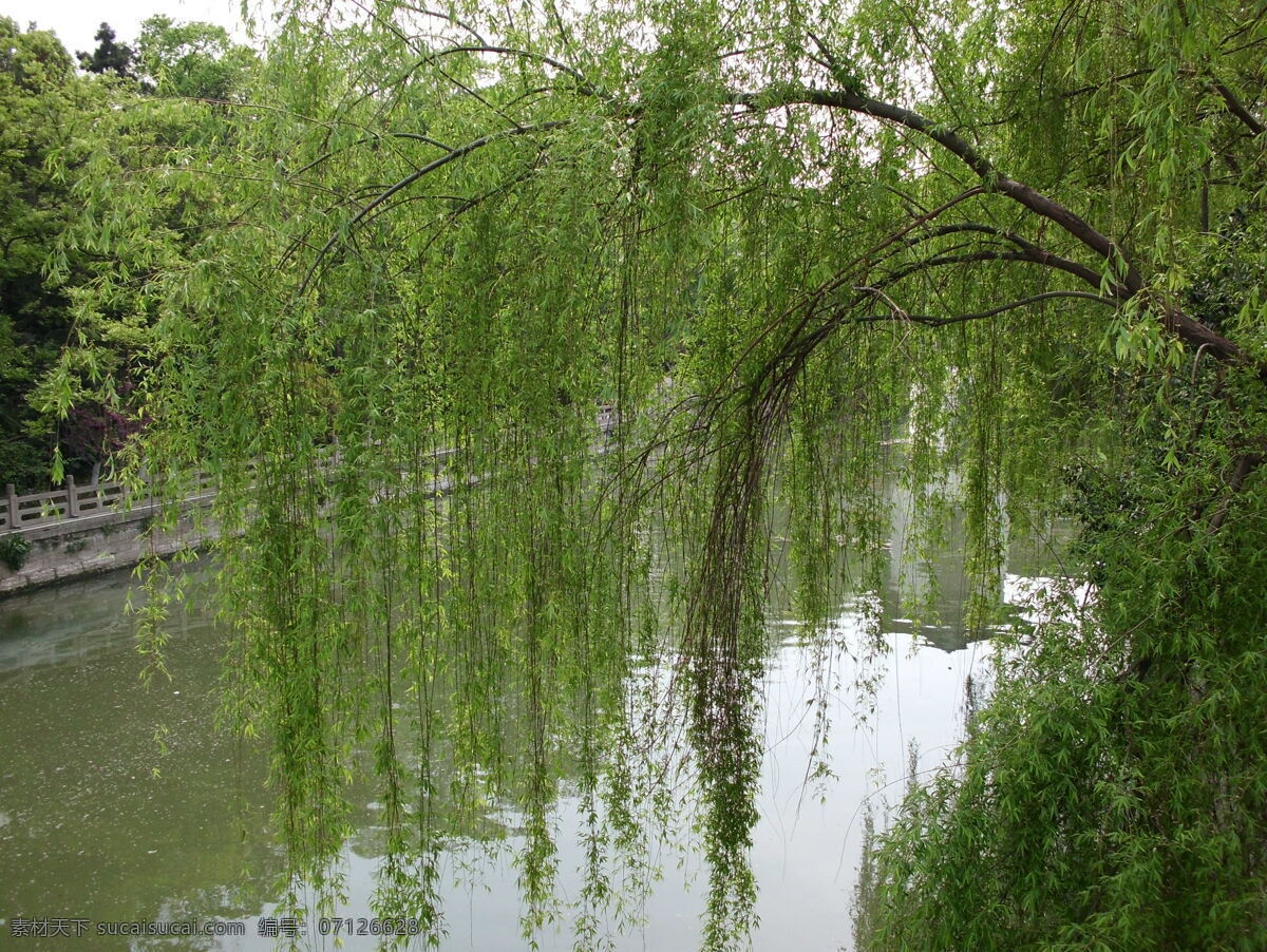 绿垂柳 绿水 蓝天 绿树 河 柳树 垂柳 自然景观 自然风景