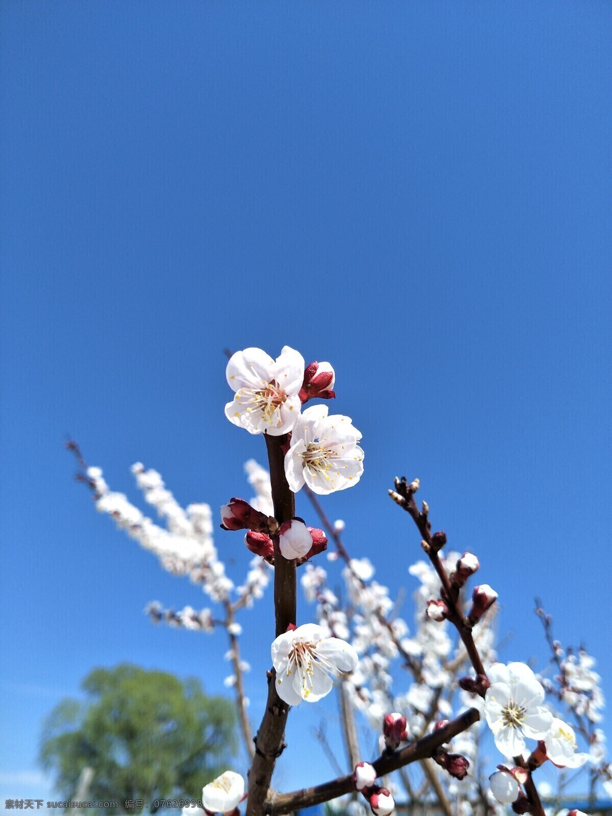 杏花 白花 初春 蓝天 盛开 植物 自然景观 自然风景