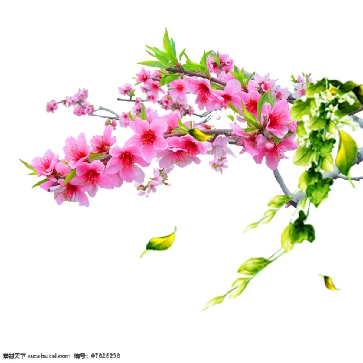 新春素材 桃花 粉色 新春 海报装饰 白色