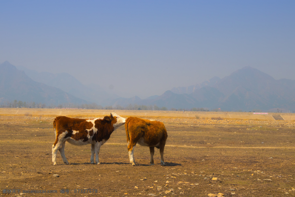 两 只 可爱 牛 一起 两只 牛牛 动物 畜牧业 农民 放牧 景色 风光