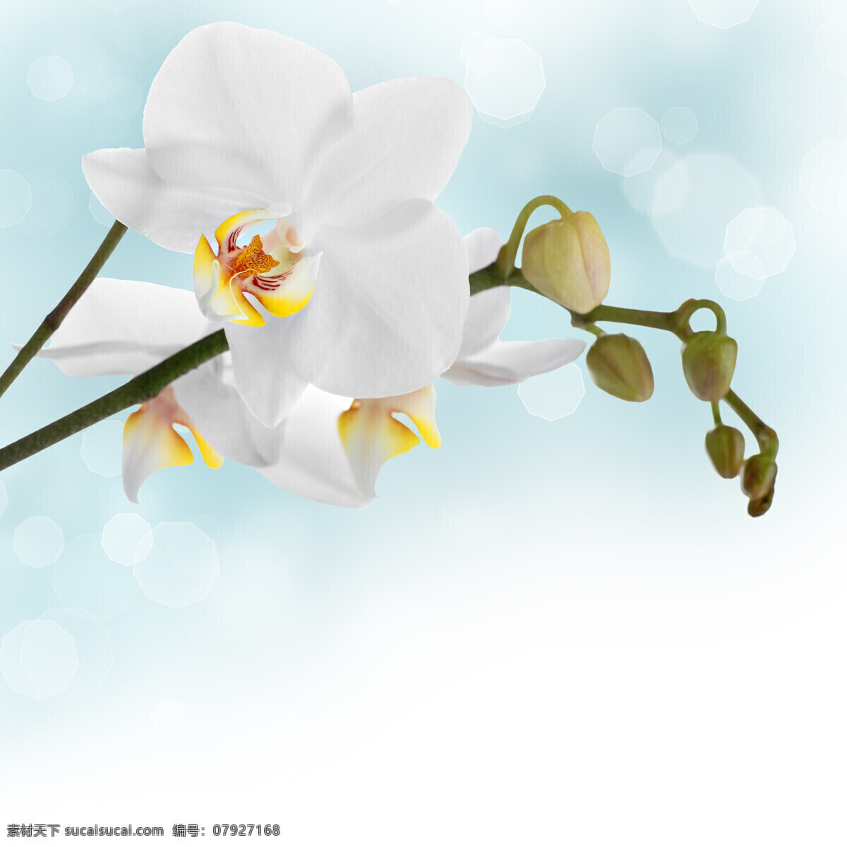 唯美 白色 兰花 高清 近景 微距 植物 鲜花 花朵