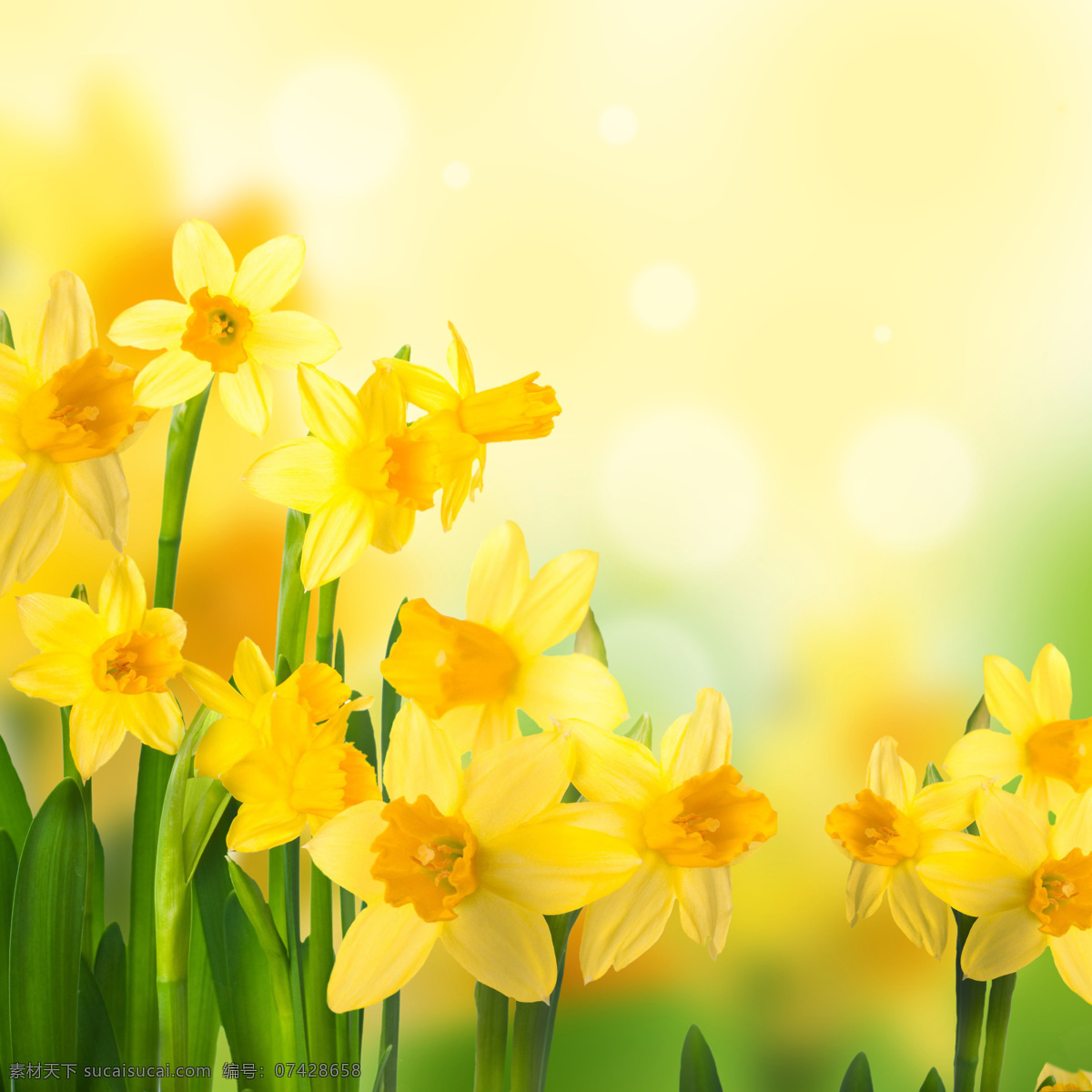 光斑 黄色 花朵 黄色花朵 梦幻背景 鲜花 植物 花卉 蝴蝶 花草树木 生物世界
