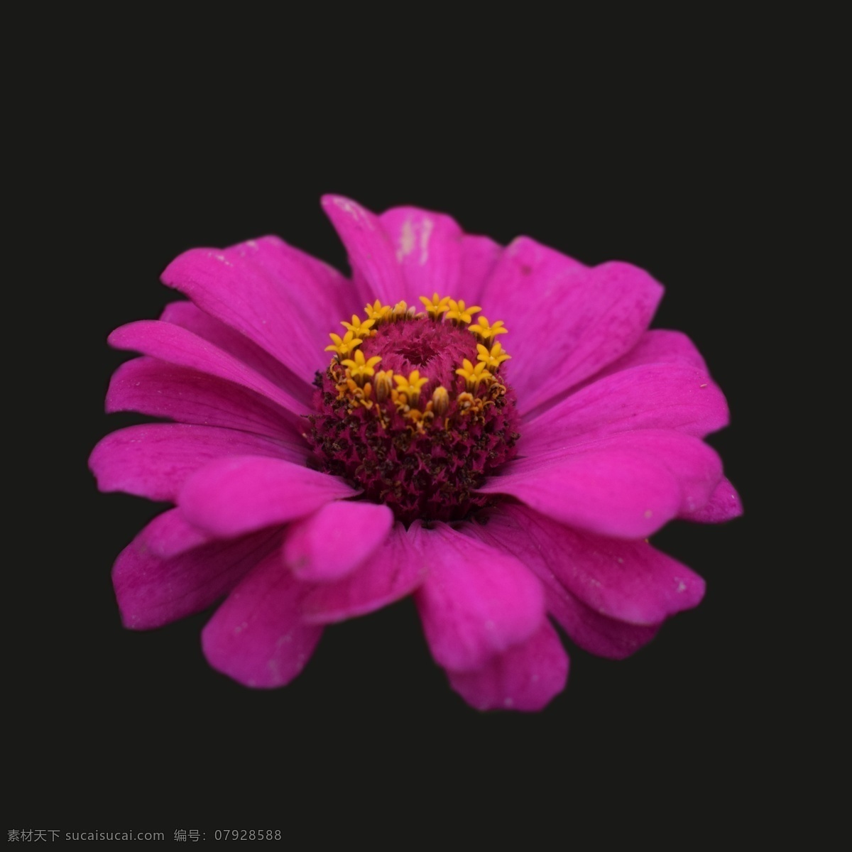 免 扣 野花 桃红色 鲜艳 花 植物 美丽 漂亮 风景