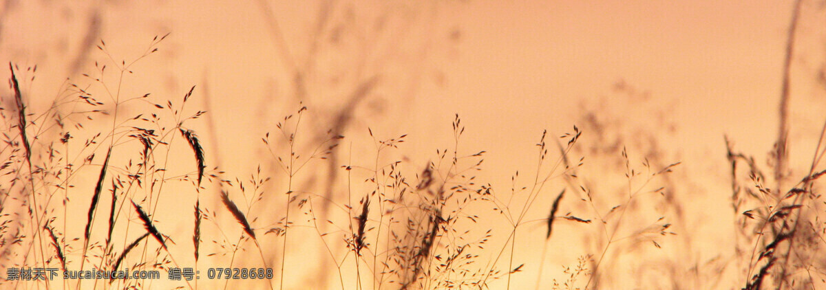 手绘 植物 banner 背景 复古