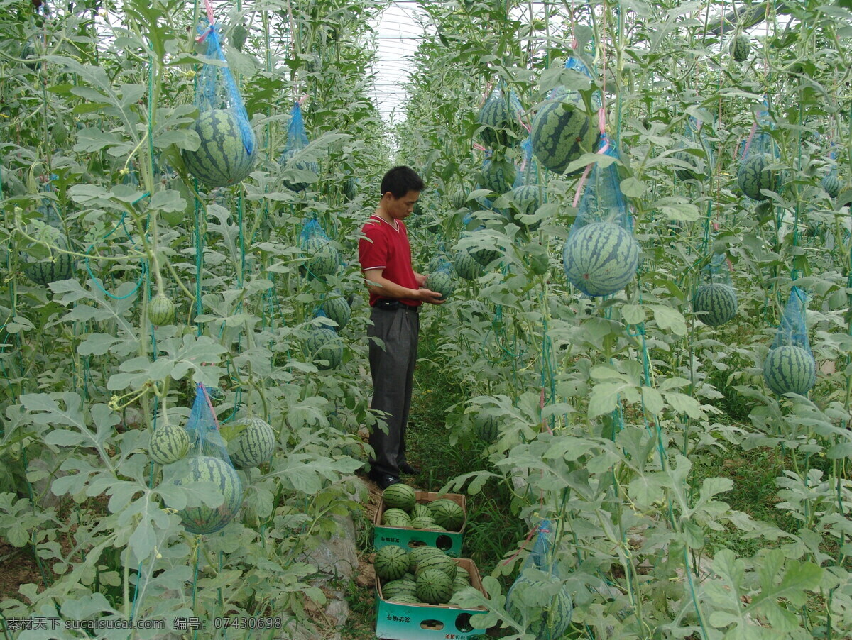 大棚 西瓜 农业 收获 蔬菜 田园风光 自然景观 大棚西瓜 矢量图 日常生活