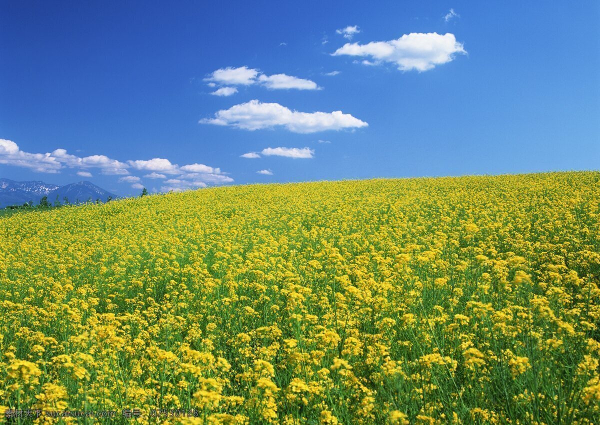 美丽 黄花 素材图片 花卉 风景 野花 花海 自然风景 植物 花草树木 生物世界