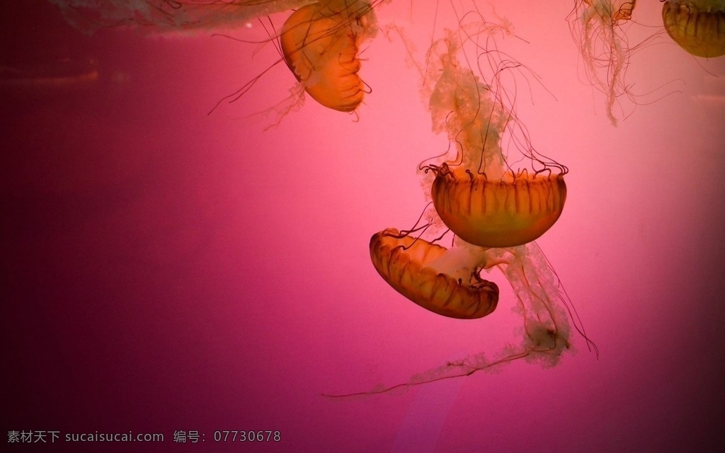 红色水母 水母 红色 海洋馆 海洋生物 水族馆 发光水母 红色背景 梦幻水母 水母世界 自然之美 水母图片 生物世界