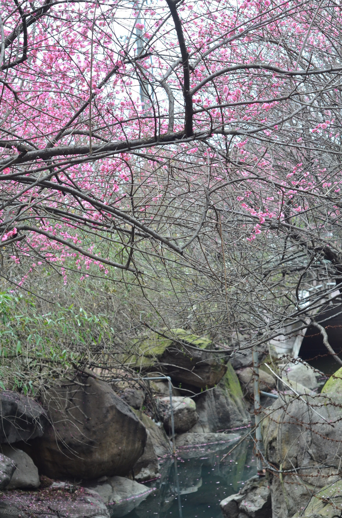 红梅花开 梅花 红梅 超然阁 红色梅花 粉红 红梅图 梅 花开 花枝 春梅 月湖梅花 红色花卉 红花 鲜艳盛开 花素材 花卉特写 花卉摄影 红色花 近景摄影 高清摄影 生物世界 花草